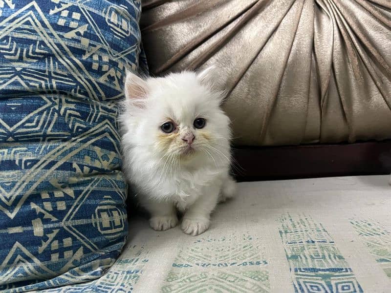 White Persian Kitten | Triple Coated | Litter Trained 5