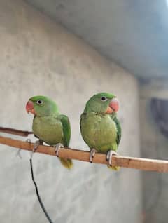 Raw baby parrots pair