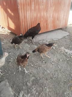 aseel murgia or 1 Desi white murga for sale