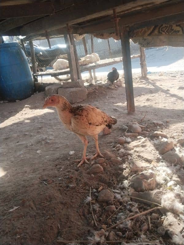 aseel murgia or 1 Desi white murga for sale 2