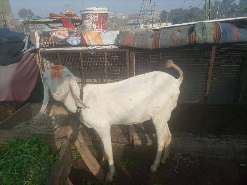 Gulbi female with 1 female baby 2