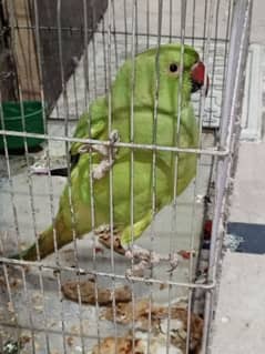 parrot