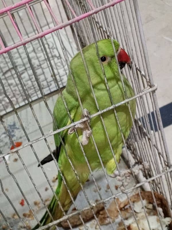 parrot 1