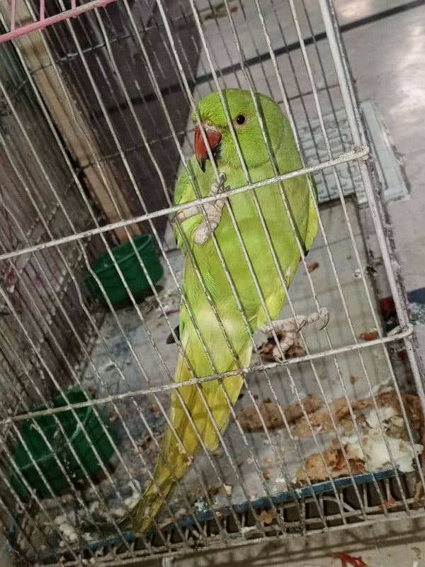 parrot 3