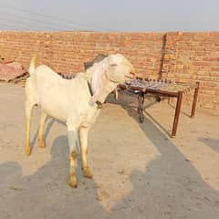 Bakra