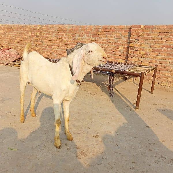 Bakra 0