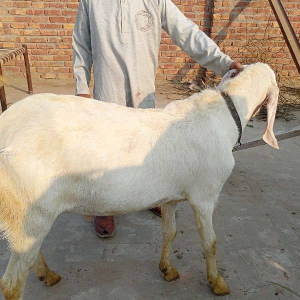 Bakra 1