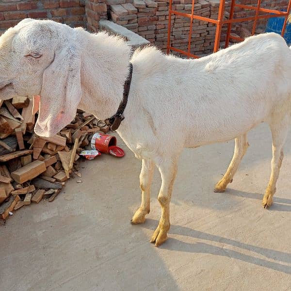 Bakra 2