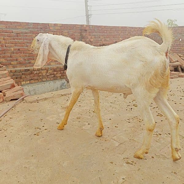 Bakra 3