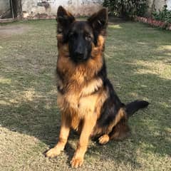 Long Coat GSD Male 10 Months