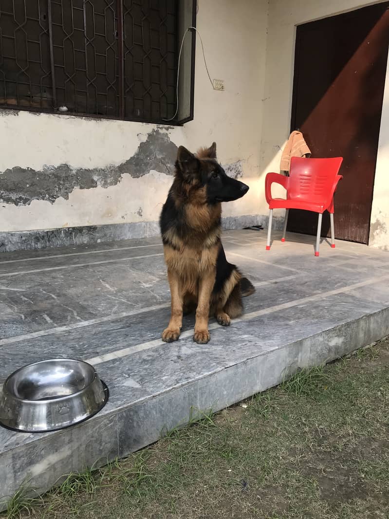 Long Coat GSD Male 8 Months 1