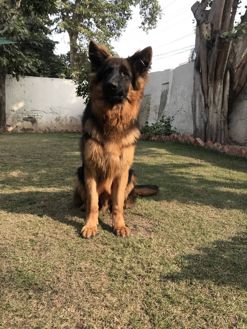 Long Coat GSD Male 8 Months 2