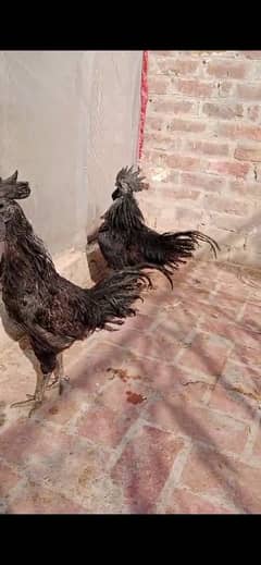 Ayam samani pure black