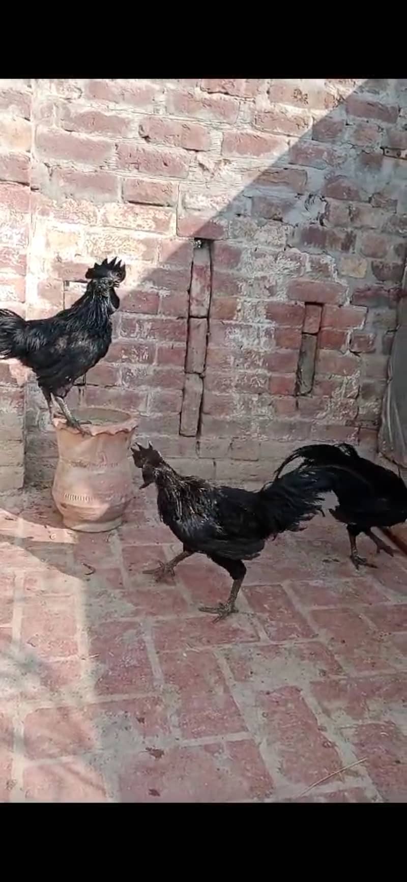 Ayam samani pure black03076817717 2