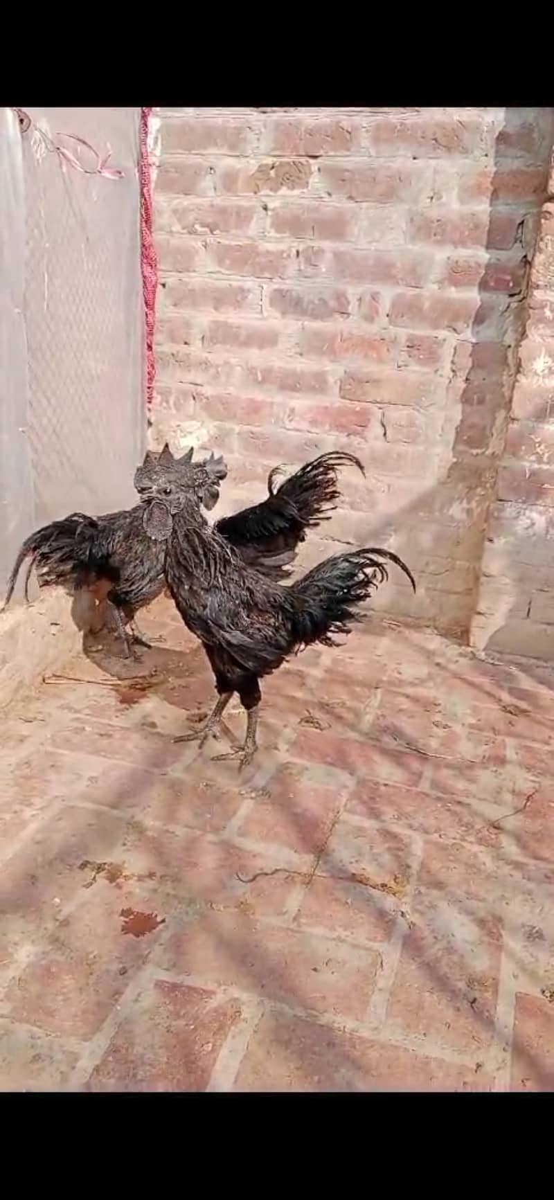 Ayam samani pure black03076817717 5