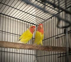 common Lutino lovebird breeder pair For sale