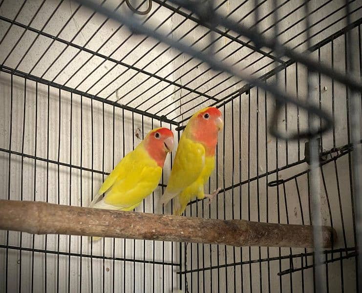 common Lutino lovebird breeder pair For sale 1