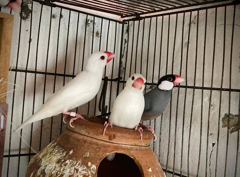 common Lutino lovebird breeder pair For sale 2