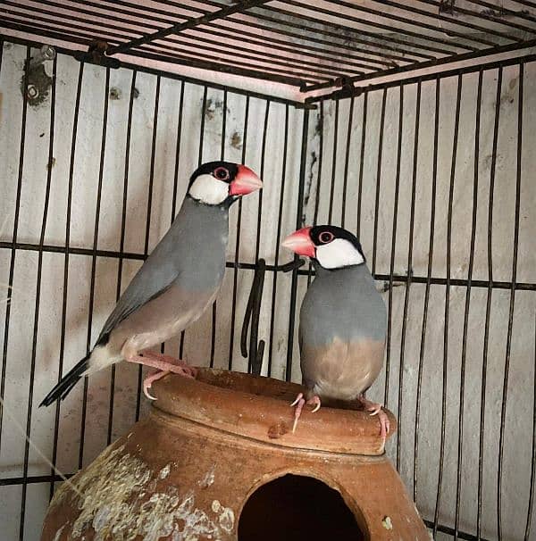 common Lutino lovebird breeder pair For sale 3