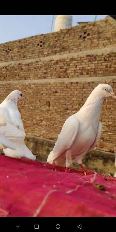 pigeons for sale in rawalpindi  Islamabad 3