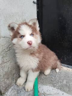 Syberian Husky Male Pups