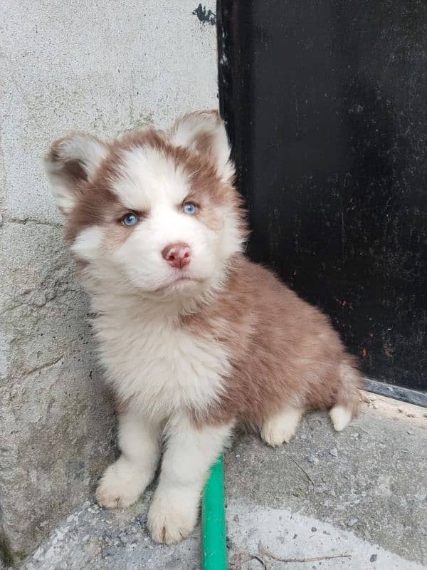 Syberian Husky Male Pups 0