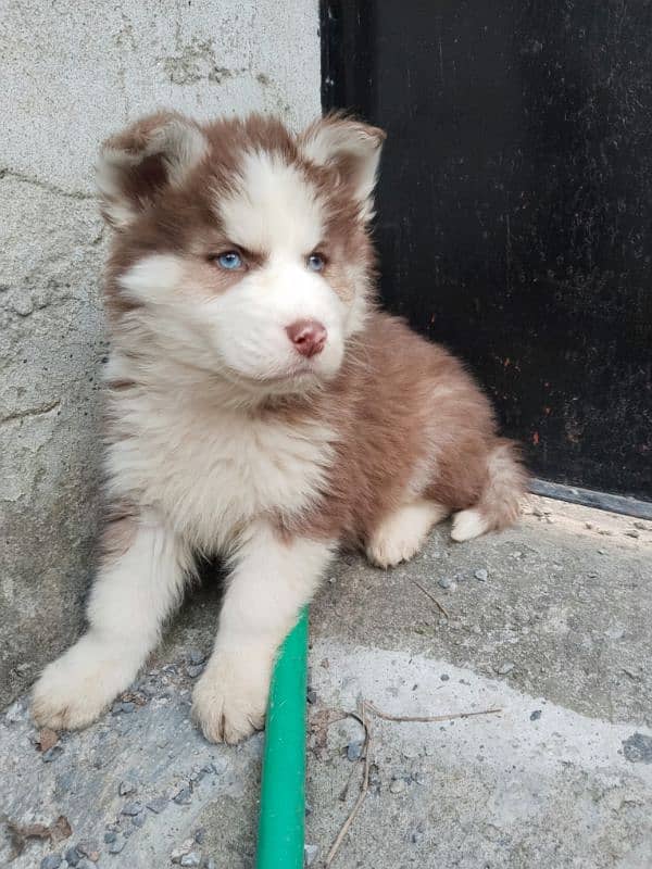 Syberian Husky Male Pups 1