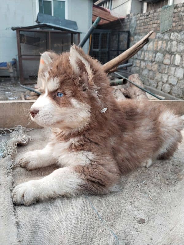 Syberian Husky Male Pups 2