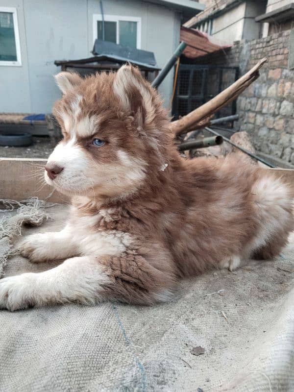 Syberian Husky Male Pups 3