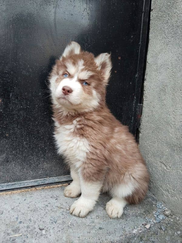 Syberian Husky Male Pups 4