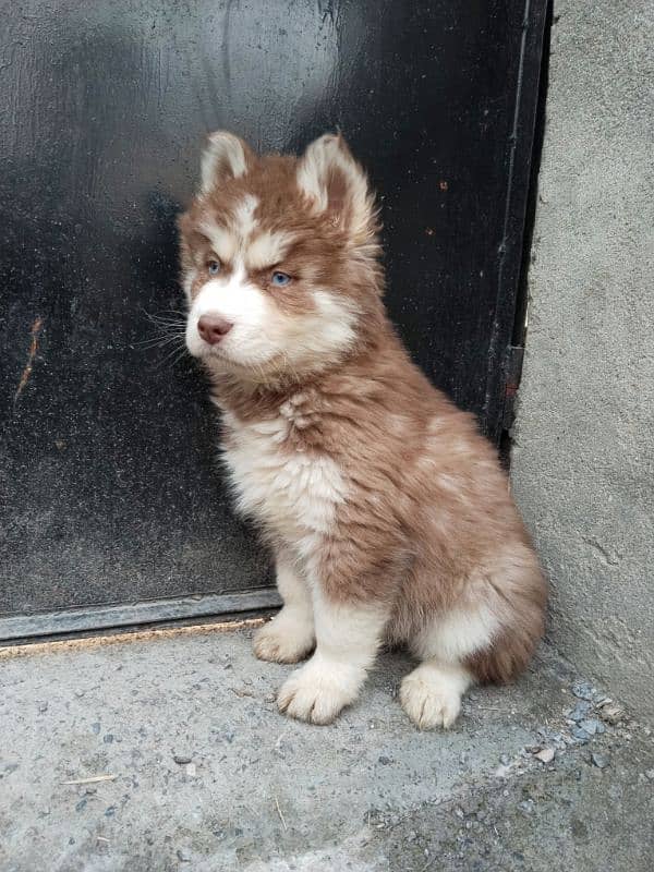 Syberian Husky Male Pups 6