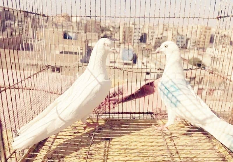 pigeons for sale in rawalpindi  Islamabad 0