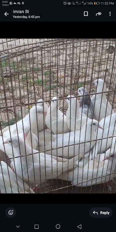 pigeons for sale in rawalpindi  Islamabad 5