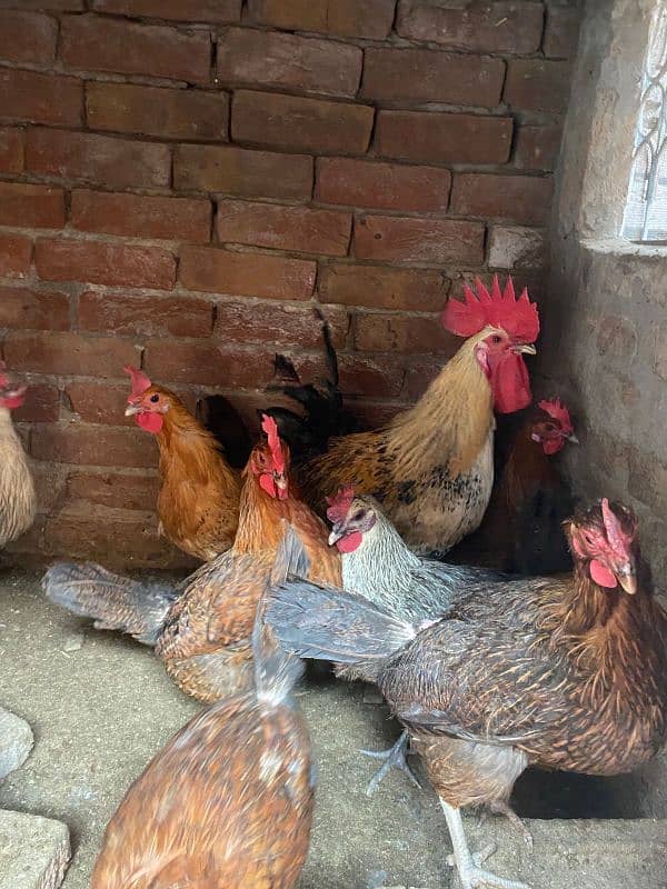 desi eggs wali hens for sale 0