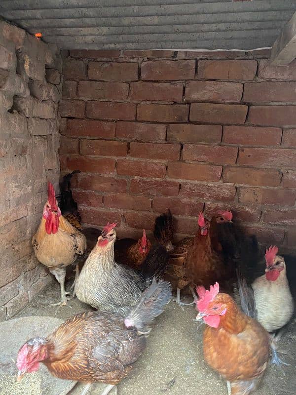 desi eggs wali hens for sale 1