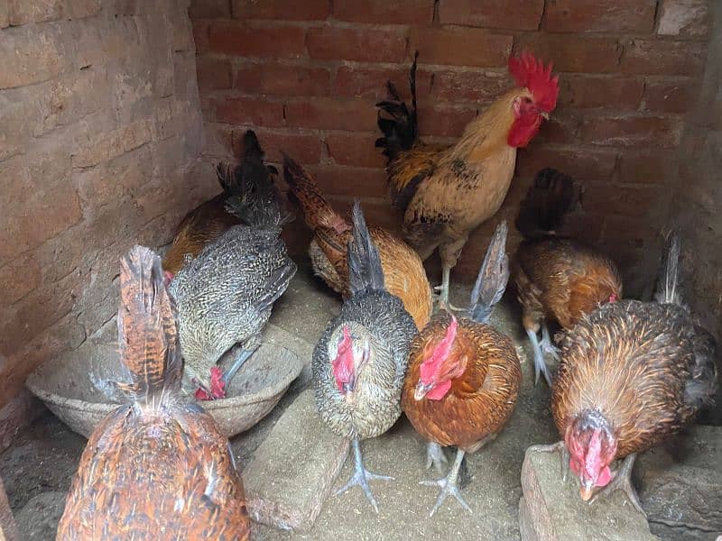 desi eggs wali hens for sale 2