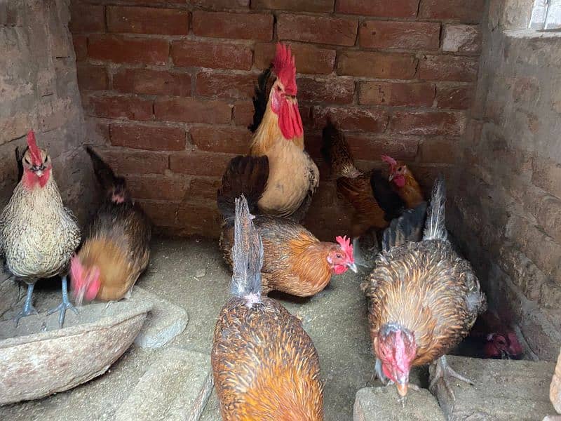 desi eggs wali hens for sale 3