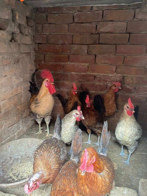 desi eggs wali hens for sale 4