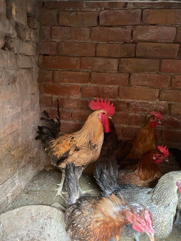 desi eggs wali hens for sale 5