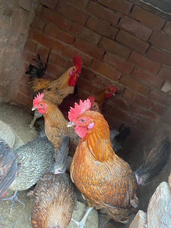 desi eggs wali hens for sale 6