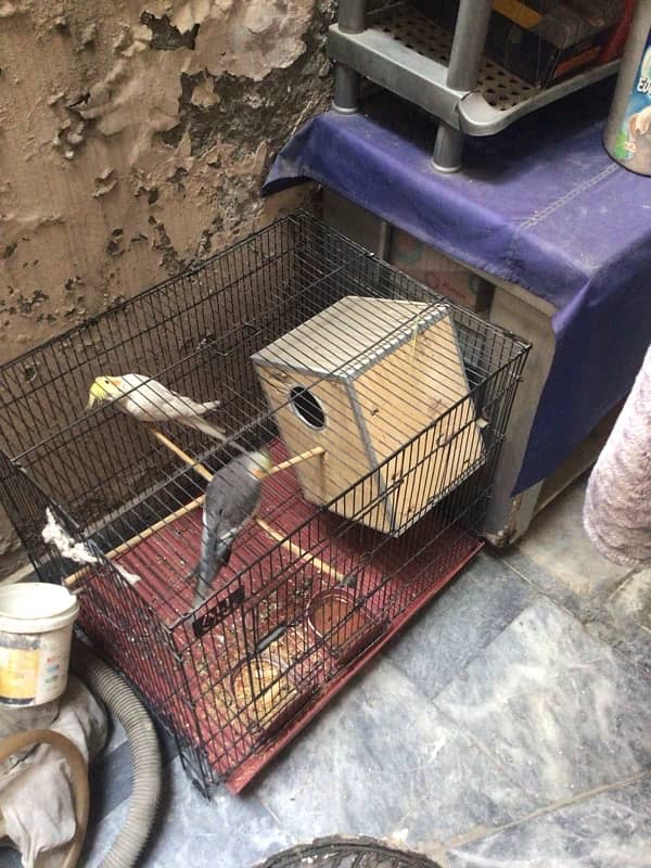 cocktail for sale pair with cage 0