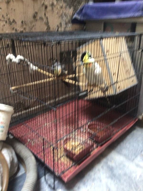 cocktail for sale pair with cage 1