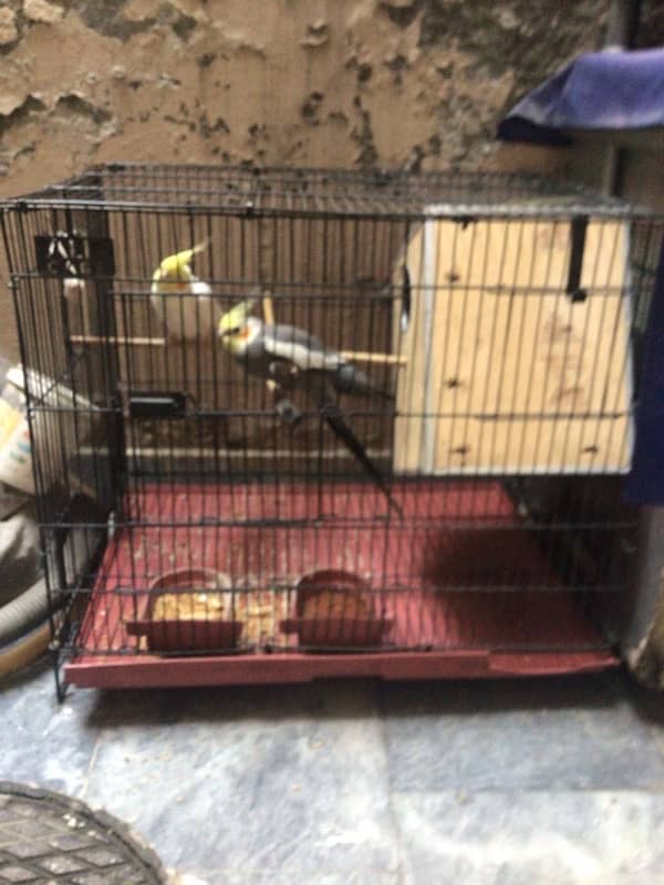 cocktail for sale pair with cage 2