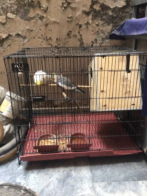 cocktail for sale pair with cage 3