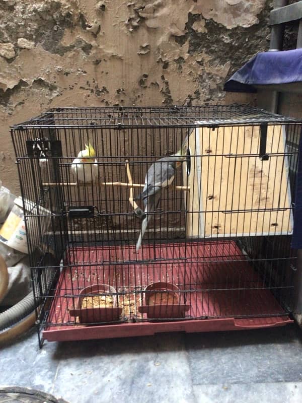 cocktail for sale pair with cage 4