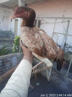 HIGH QUALTY ASEEL MADIYA FOR SALE