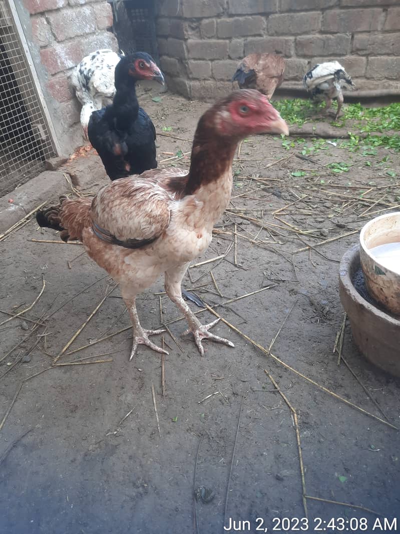 HIGH QUALTY ASEEL MADIYA FOR SALE 3