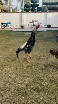 king size oh shamo /high quality / japanese shamo pair/pure aseel hen