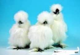 white silkie chicks