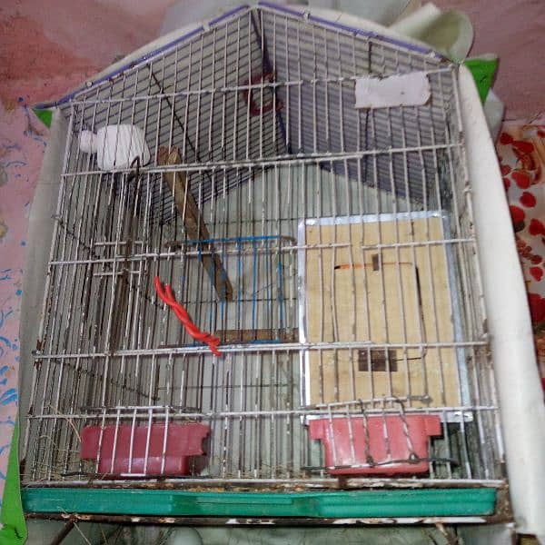 brider pair albino paper white black eyes with cage and box 3